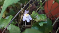 Cymbalaria muralis