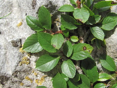 Rhamnus depressa