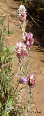 Castilleja densiflora densiflora