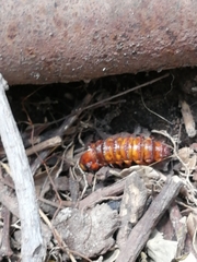 Archilestris magnificus