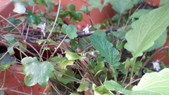 Cymbalaria muralis