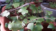 Cymbalaria muralis