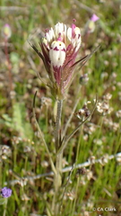 Castilleja densiflora densiflora
