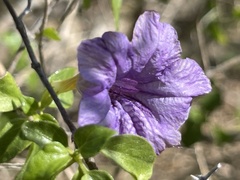 Ruellia californica peninsularis