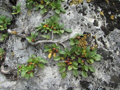 Rhamnus depressa