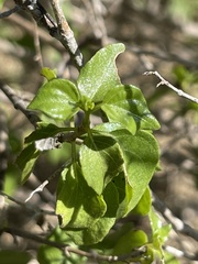Ruellia californica peninsularis