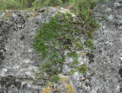 Rhamnus depressa