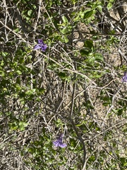 Ruellia californica peninsularis