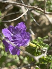 Ruellia californica peninsularis
