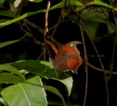 Precis tugela tugela