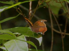 Precis tugela tugela