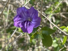 Ruellia californica peninsularis