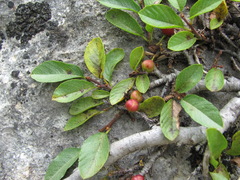 Rhamnus depressa