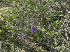Ruellia californica peninsularis
