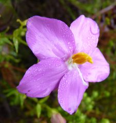 Chironia melampyrifolia