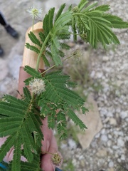 Senegalia berlandieri