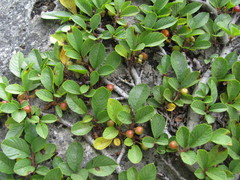 Rhamnus depressa
