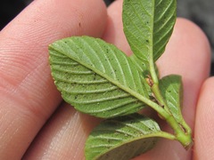 Rhamnus depressa