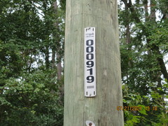 Centrosema arenicola