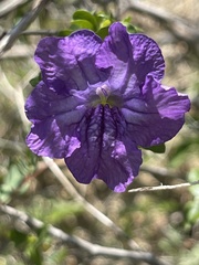 Ruellia californica peninsularis