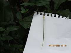 Centrosema arenicola