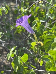 Ruellia californica peninsularis