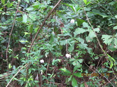 Centrosema arenicola