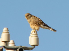 Falco rupicoloides