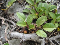 Rhamnus depressa