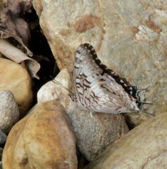 Charaxes achaemenes achaemenes