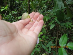 Centrosema arenicola