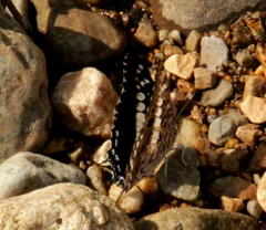 Charaxes achaemenes achaemenes