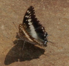 Charaxes achaemenes achaemenes