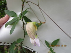 Centrosema arenicola