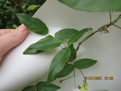 Centrosema arenicola