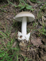 Amanita argentea