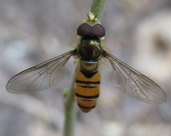 Episyrphus trisectus