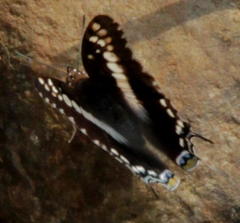 Charaxes achaemenes achaemenes