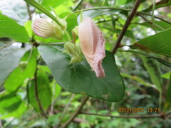 Centrosema arenicola