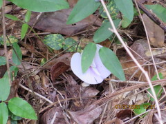 Centrosema arenicola