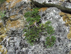 Rhamnus depressa