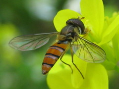 Episyrphus trisectus