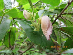 Centrosema arenicola