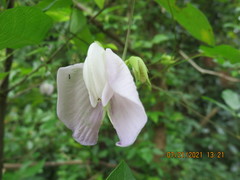 Centrosema arenicola