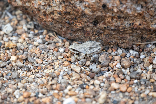 iNaturalist observation photo of Pacific chorus frog