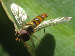 Episyrphus trisectus