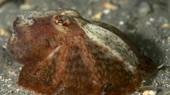 Octopus berrima