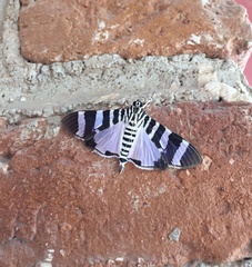 Lypotigris reginalis