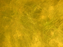 Syringodium filiforme