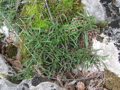 Rhamnus erythroxyloides